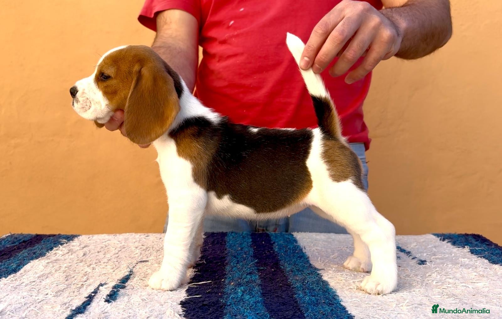 Beagle perros Beagle  - Anuncio 3
