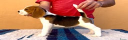 Beagle perros en venta: Beagle  - Anuncio 1