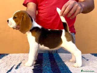 Beagle perros Beagle - Anuncio 22