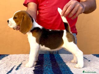 Beagle perros Beagle - Anuncio 2