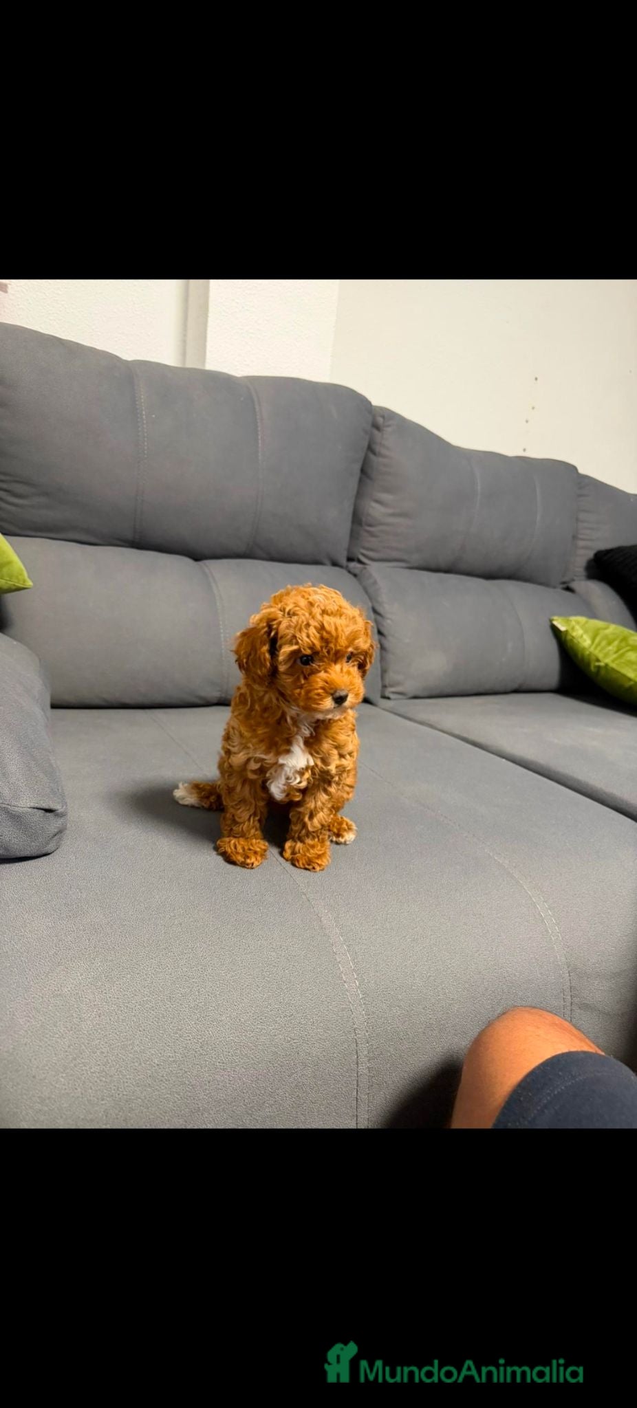 Caniche Toy perros Disponible 1 hembra de Caniche Toy - Anuncio 12