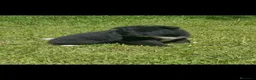 Akita Americano perros en venta: Akita americano - Anuncio 2