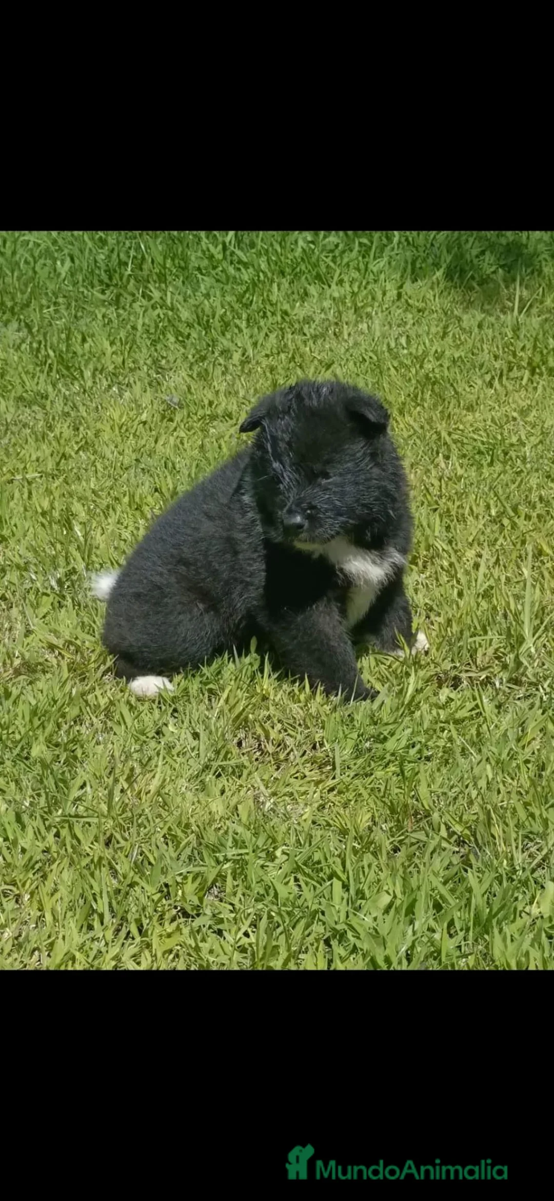 Akita Americano perros en venta: Akita americano - Anuncio 2