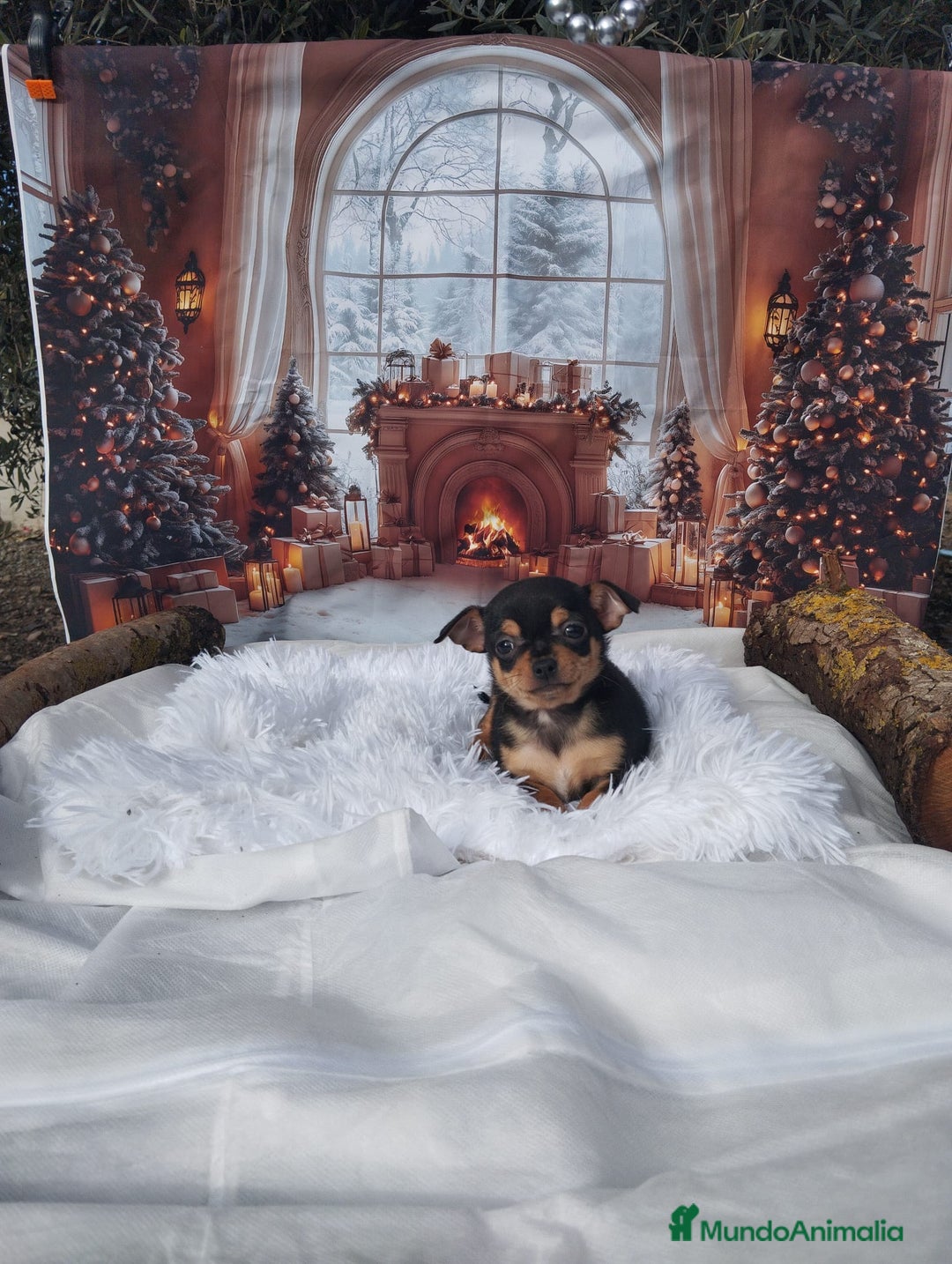 Chihuahua perros en venta: CHIHUAHUAS toy cabeza de manzana - Anuncio 2