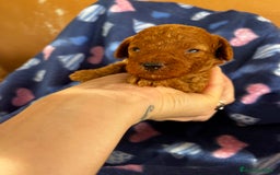 Caniche Toy perros en venta: Caniches mini toy tacita de té  - Imagen 6