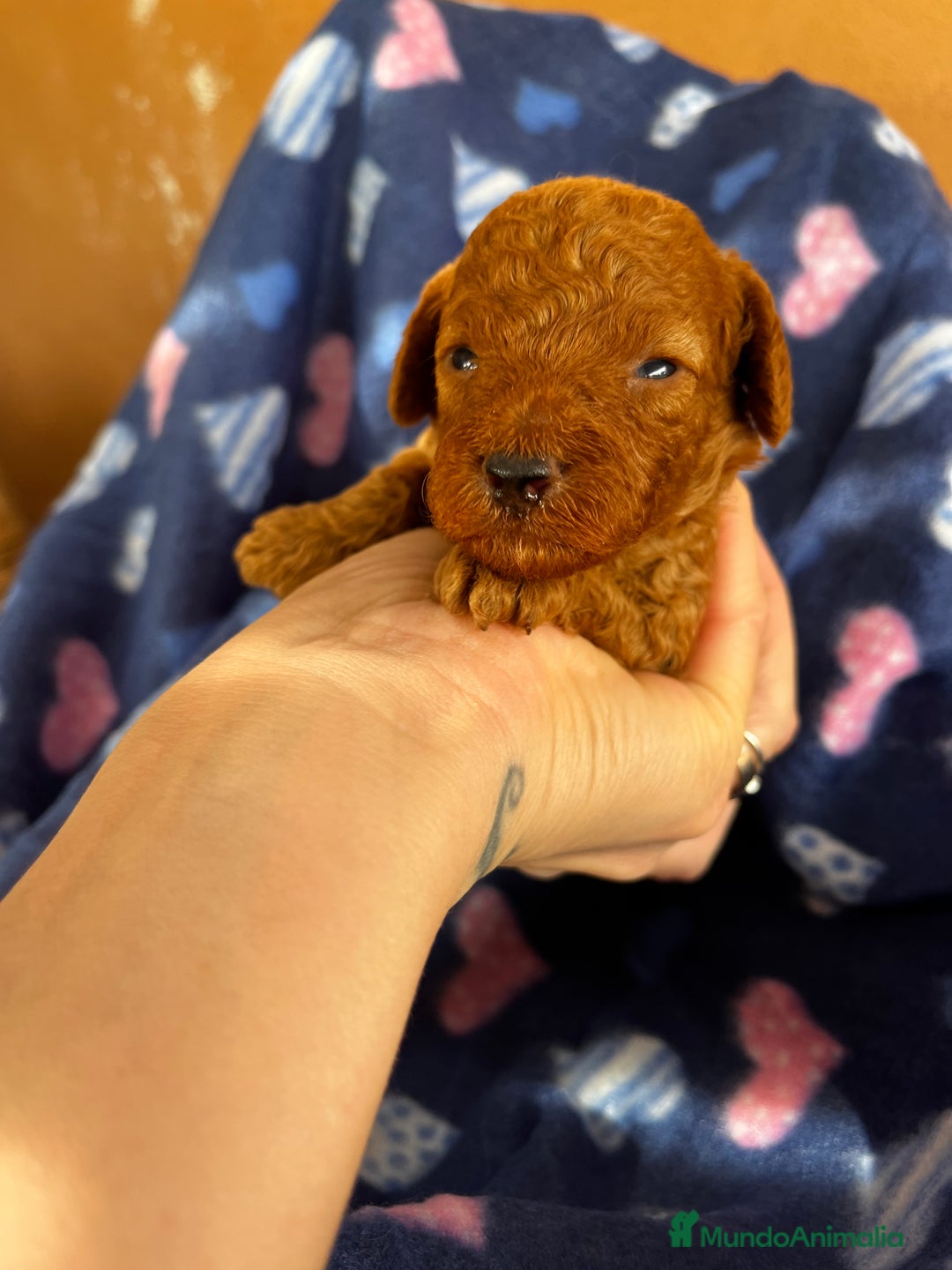 Caniche Toy perros en venta: Caniches mini toy tacita de té  - Imagen 6