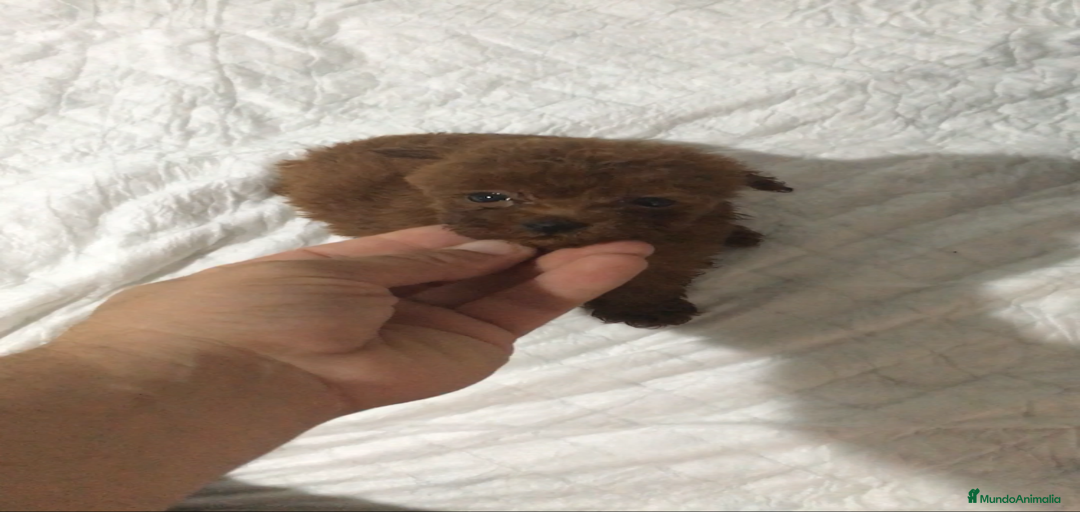 Imagen de galería {{count}}