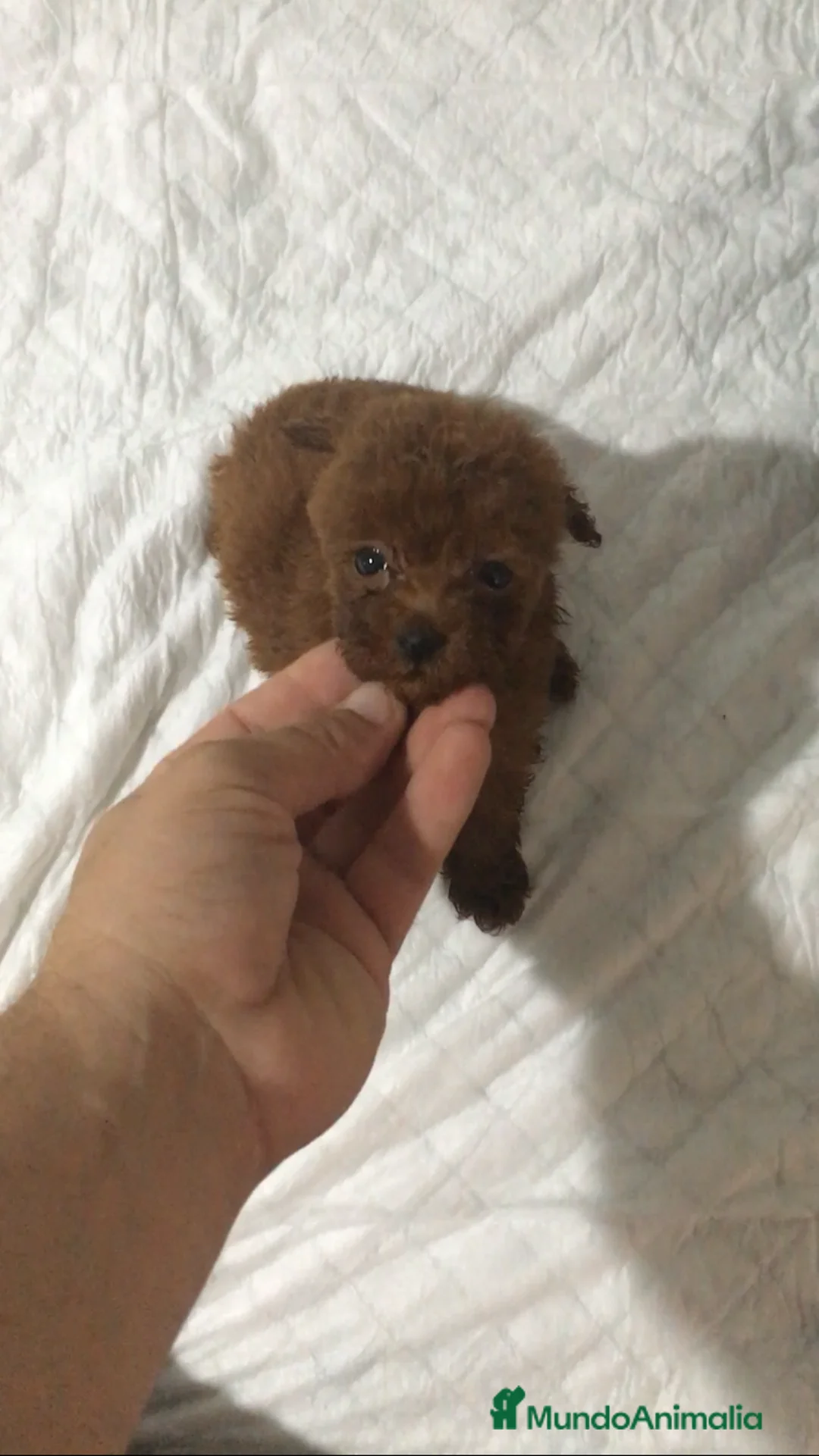 Imagen de galería {{count}}