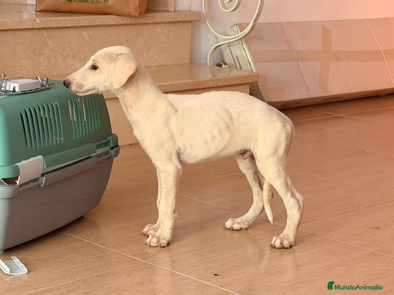 Galgo Español perros camada galgo español  - Anuncio 1
