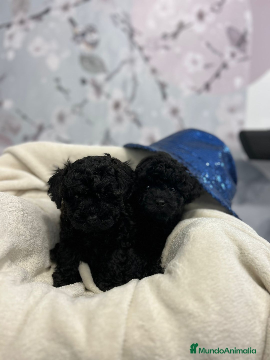 Caniche Toy perros en venta: Caniche toy - Anuncio 4