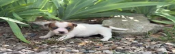 Jack Russell Terrier perros en venta: Jack russell brush - Anuncio 1