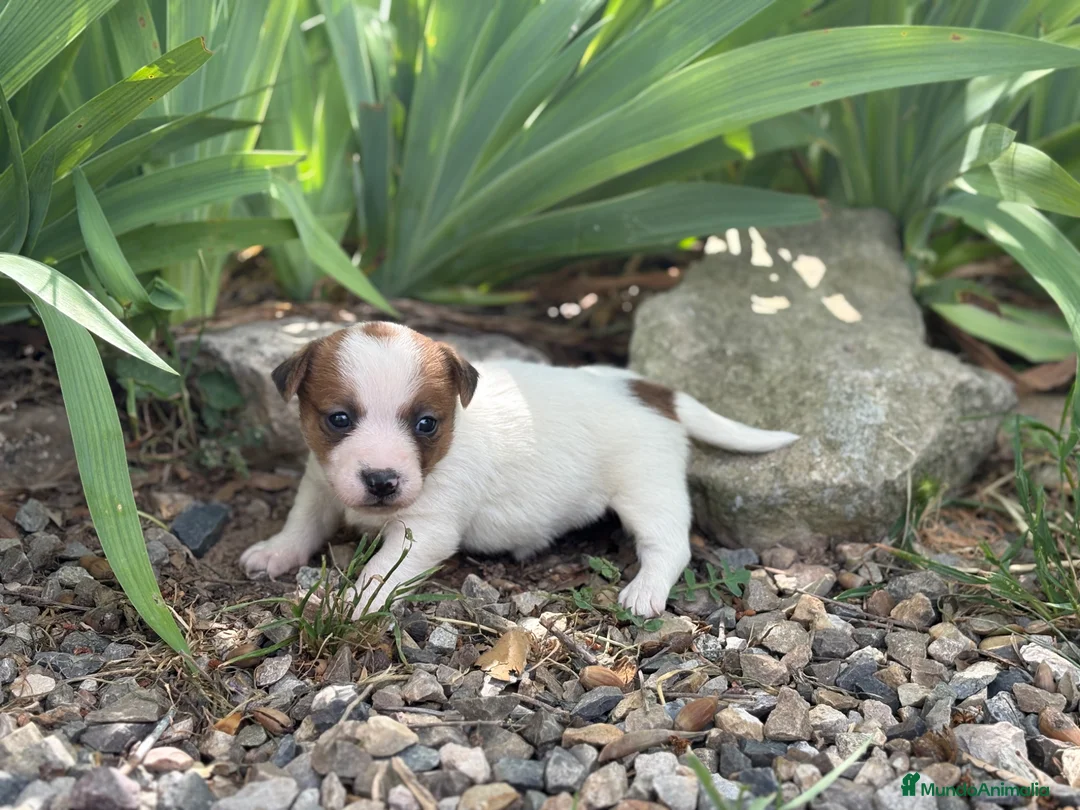 Jack Russell Terrier perros en venta: Jack russell brush - Anuncio 1