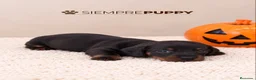 Teckel Miniatura perros en venta: CACHORRITOS TECKEL MINIATURA - Anuncio 3