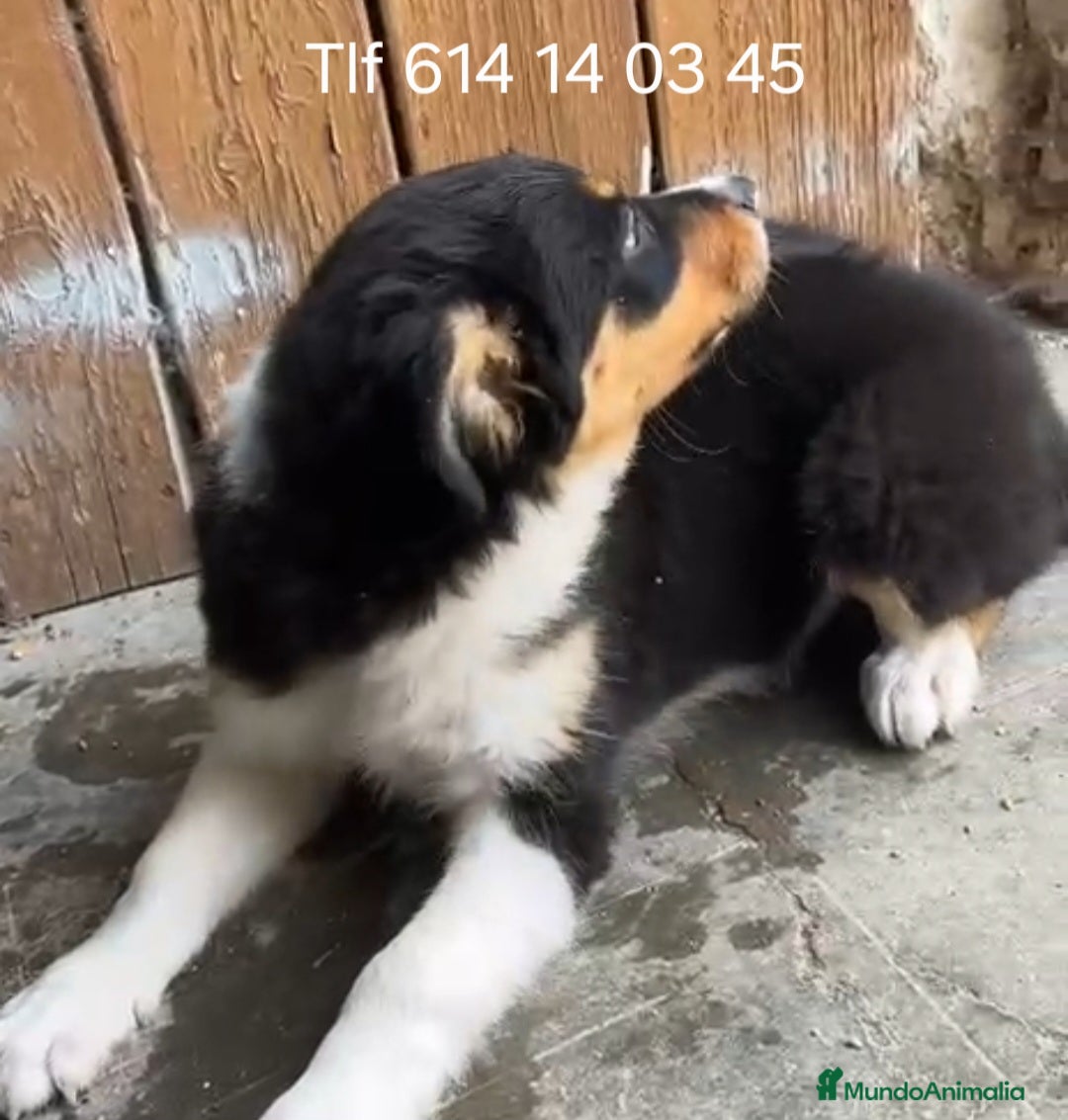 Border Collie perros Excelente cachorro border collie  - Anuncio 1