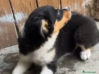 Border Collie perros Excelente cachorro border collie - Anuncio 1