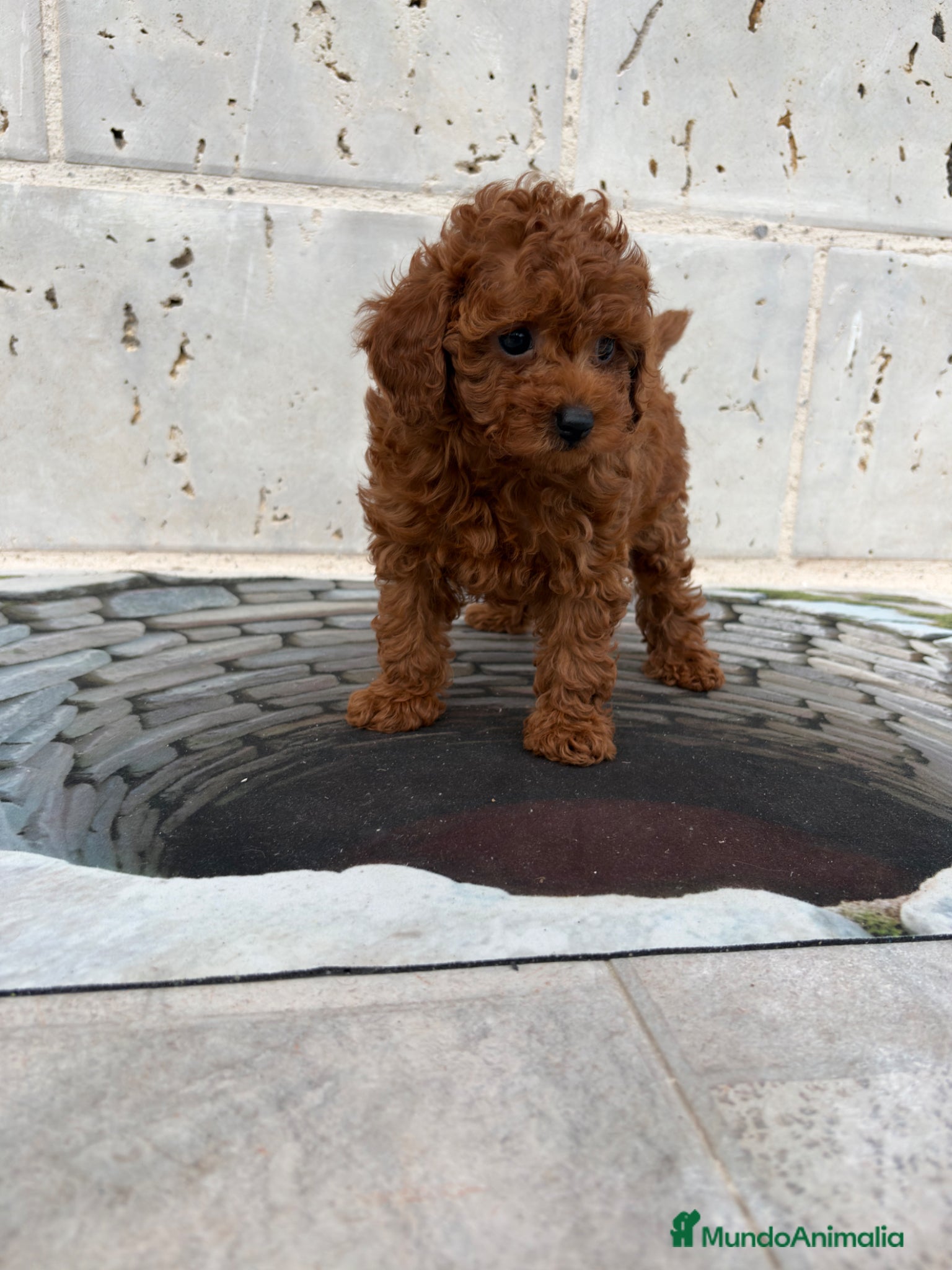 Caniche Toy perros Caniche mini Toy  - Anuncio 2