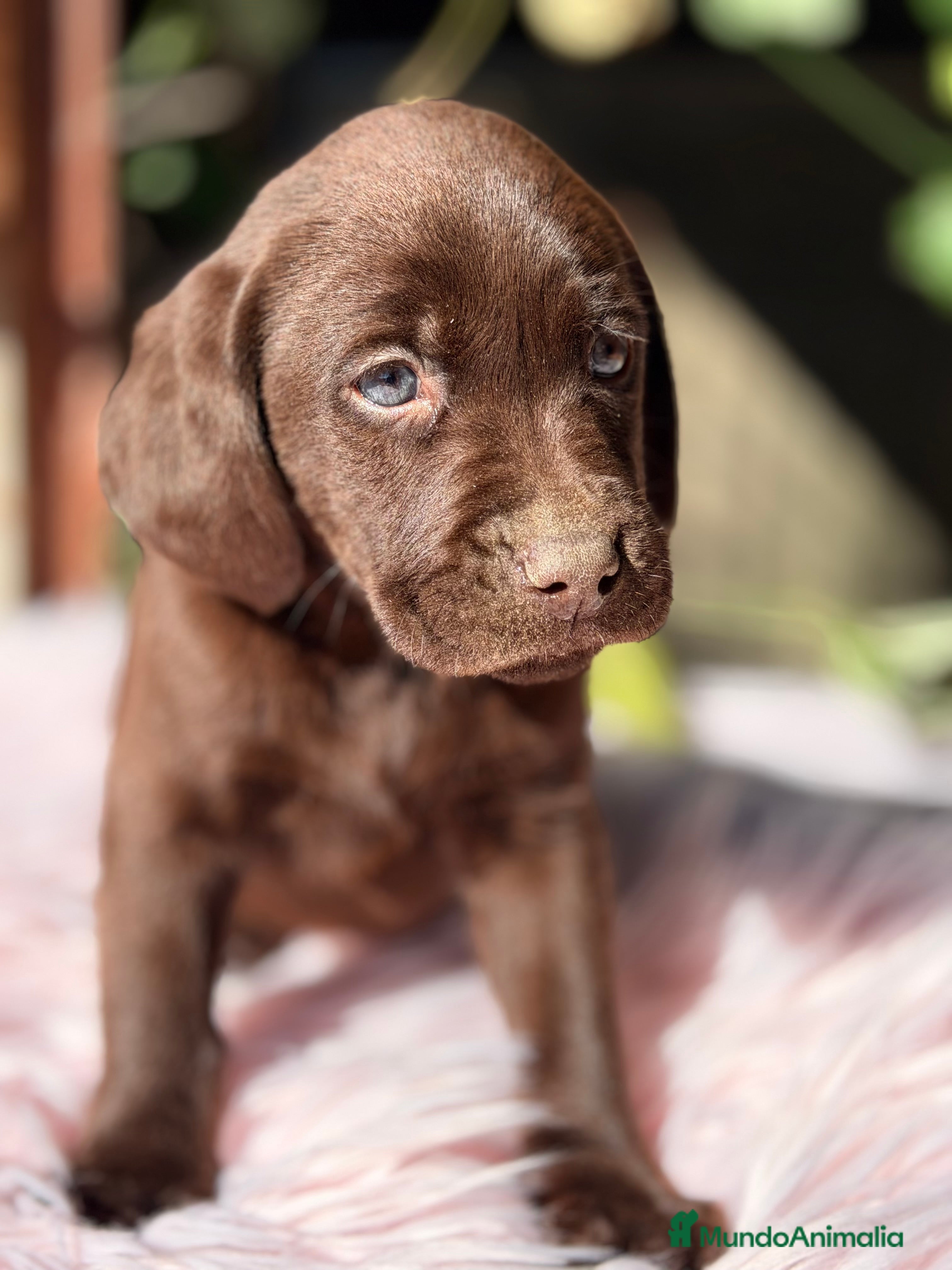 Labrador Retriever perros Labradora chocolate  - Anuncio 1