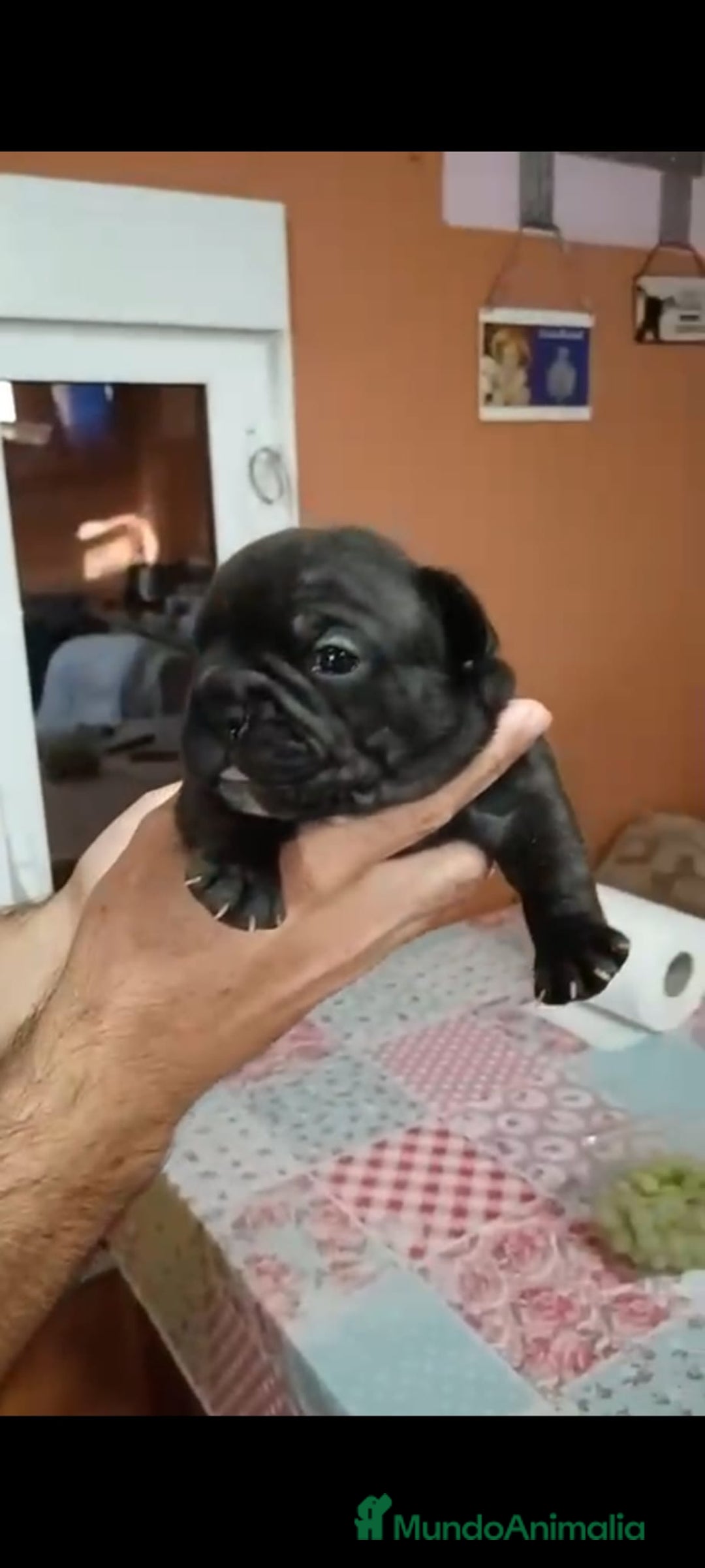 Bulldog Francés perros en venta: Bulldog francés  - Imagen 3
