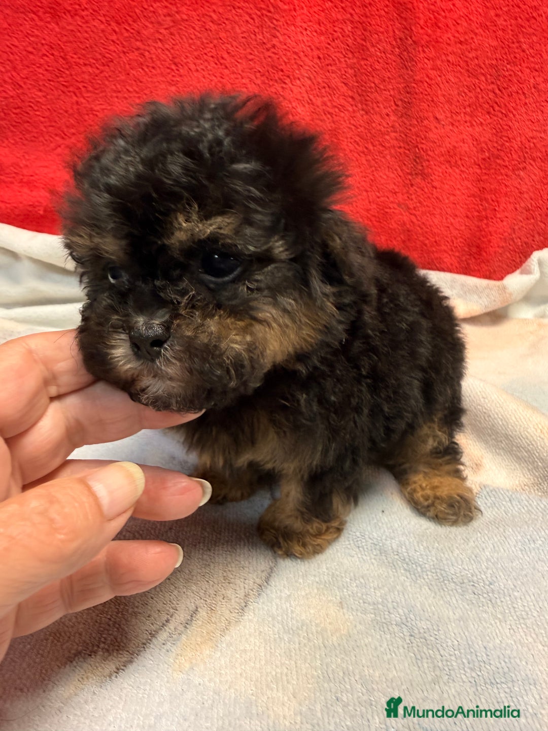 Shihpoo perros en venta: Monísimo ShihPoo Negro y fuego - Imagen 9