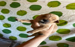 Goldendoodle perros en venta: Goldendoodle f1 - Imagen 2