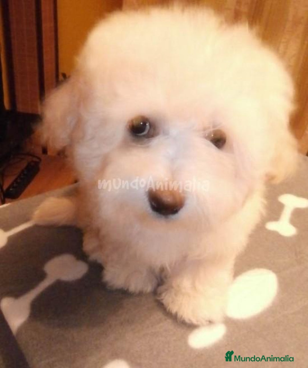 Imagen de galería {{count}}