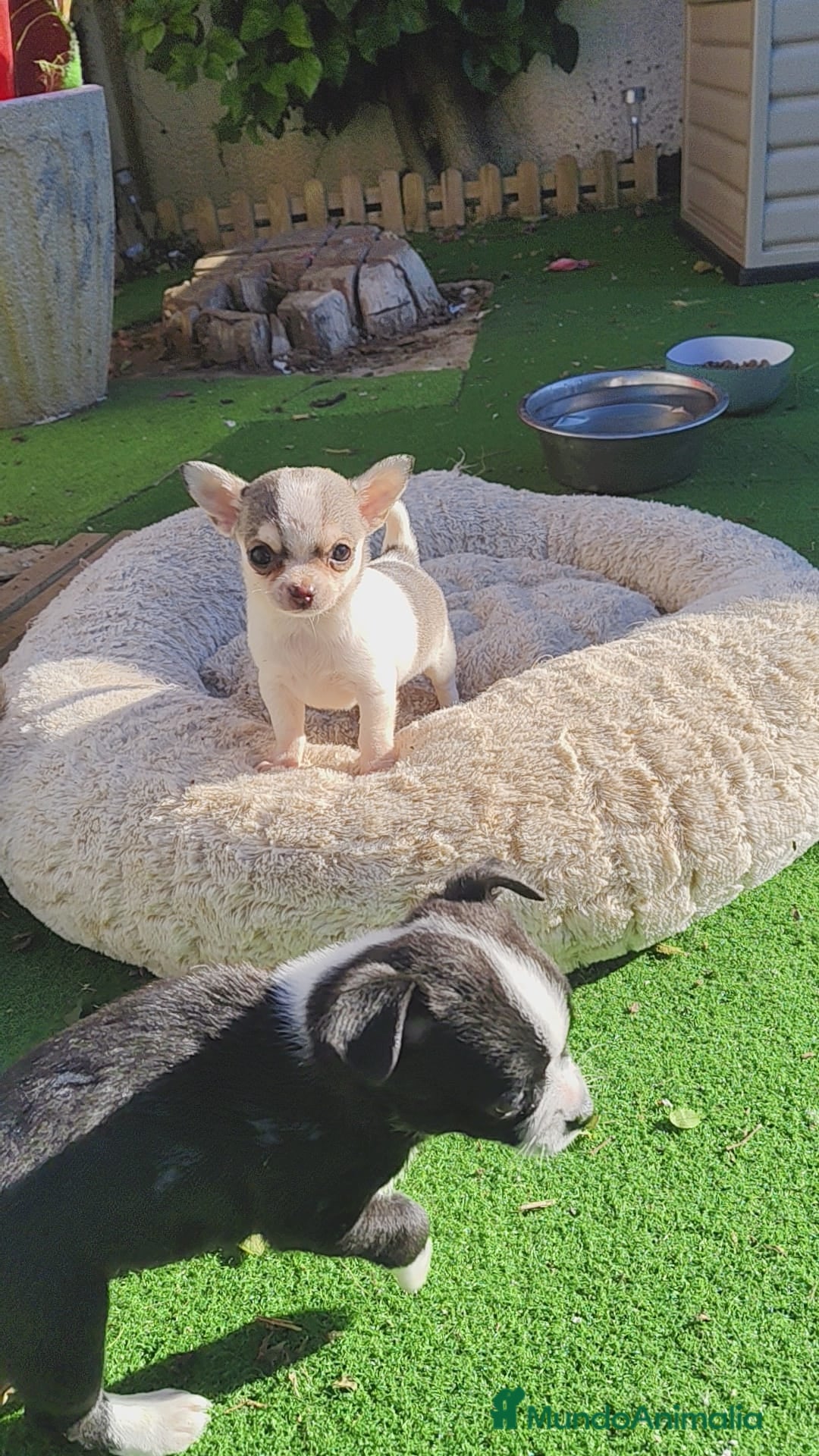 Chihuahua perros en venta: Hembra chihuahua  - Anuncio 3