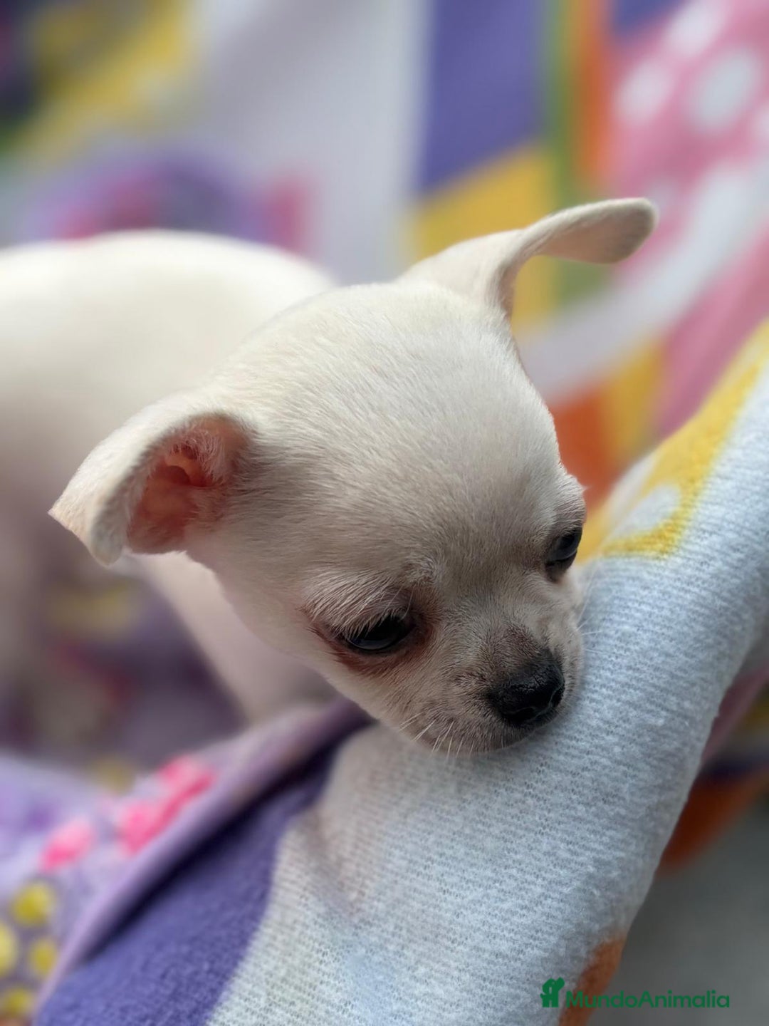 Chihuahua perros en venta: Increíble machito chihuahua tot - Imagen 13