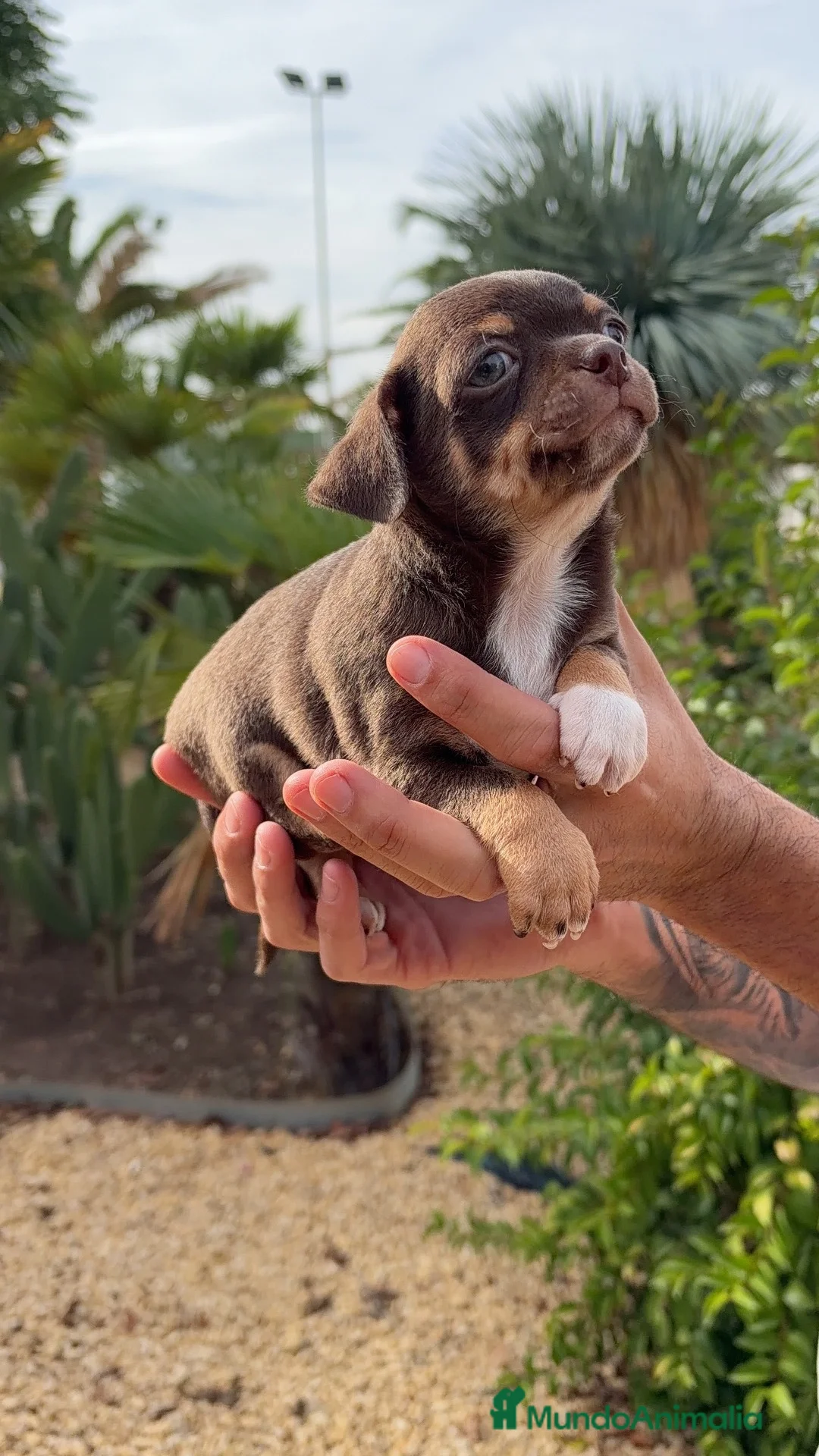 Chihuahua perros en venta: CHIHUAHUA TRICOLOR CHOCOLATE DEL PALMERAL 🤎 en Madrid - Anuncio 2