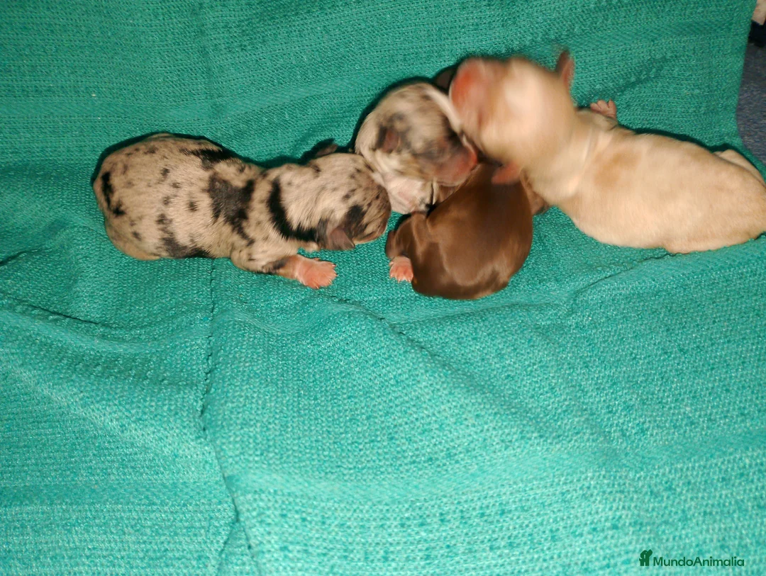 Chihuahua perros en venta: Chihuahua pelo semilargo y corto cabeza cerbato - Anuncio 5