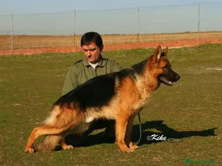 Pastor Alemán perros CACHORRAS DE EXPOSICION en Madrid - Anuncio 11