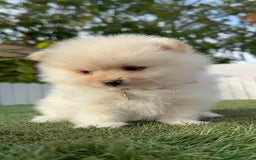 Pomerania perros en venta: POMERANIA HEMBRA - Imagen 26