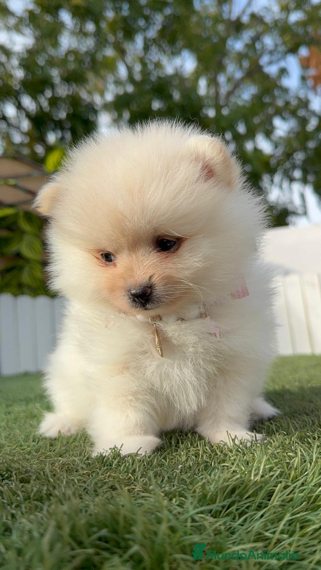 Pomerania perros en venta: POMERANIA HEMBRA - Imagen 26