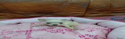 Chihuahua perros en venta: CHIHUAHUA TOY - Anuncio 4