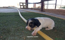 Perro Crestado Chino perros en venta: Camada Crestados Chinos - Imagen 2