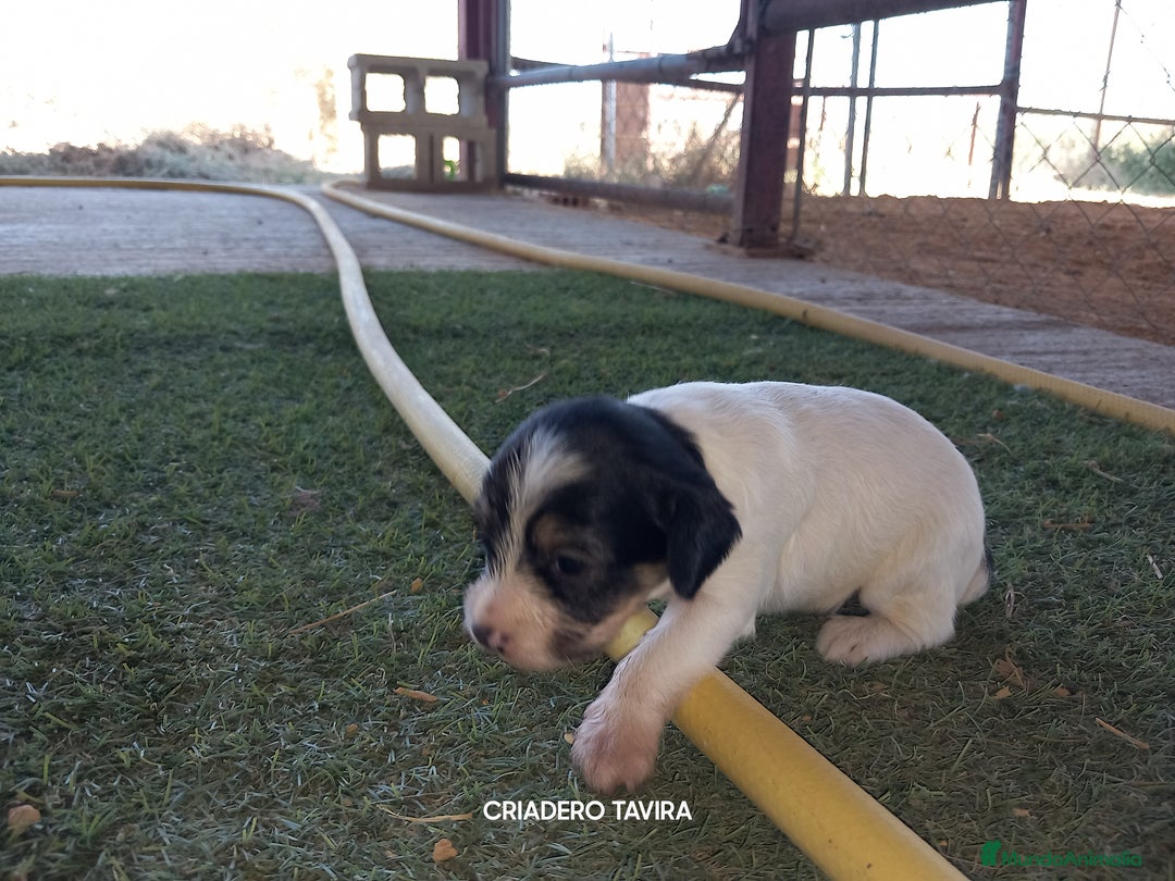 Perro Crestado Chino perros en venta: Camada Crestados Chinos - Imagen 2