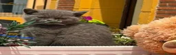 Británico de Pelo Corto gatos en venta: Hembrita british  - Anuncio 2
