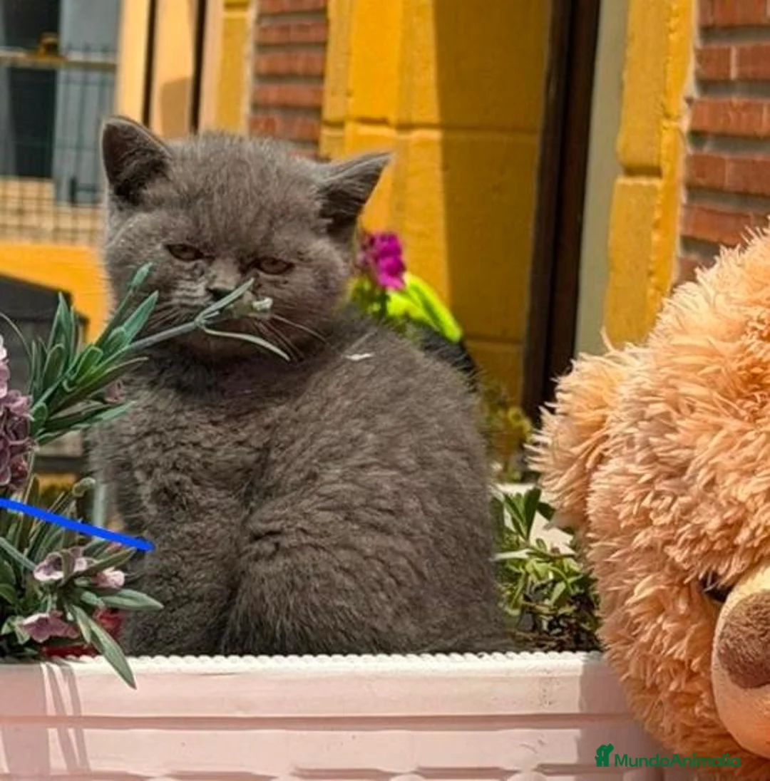 Británico de Pelo Corto gatos en venta: Hembrita british  - Anuncio 2