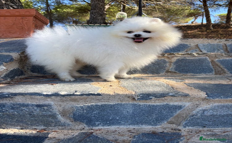 Pomerania perros - Anuncio 2