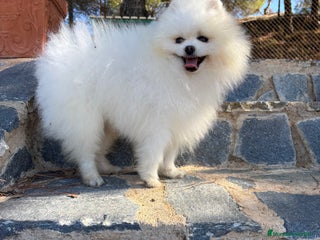 Pomerania perros - Anuncio 2