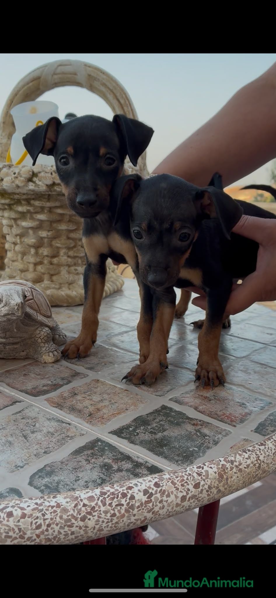 Pinscher Miniatura perros Mini pincher - Anuncio 1