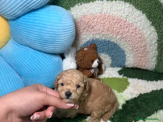 Caniche Toy perros Caniche Toy apricot - Anuncio 1