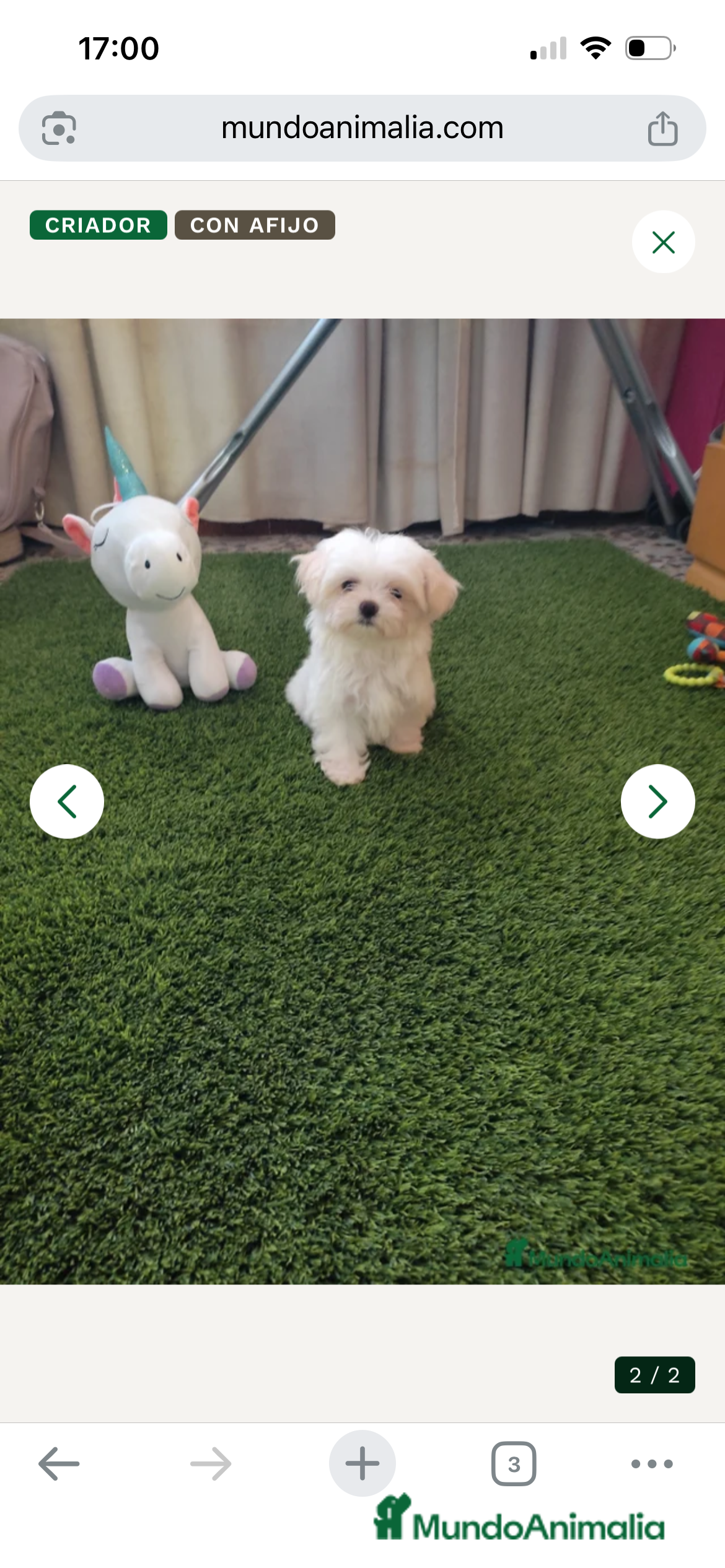 Bichón Maltés perros OPORTUNIDAD. PRECIOSO BICHON MALTÉS MINI - Anuncio 1