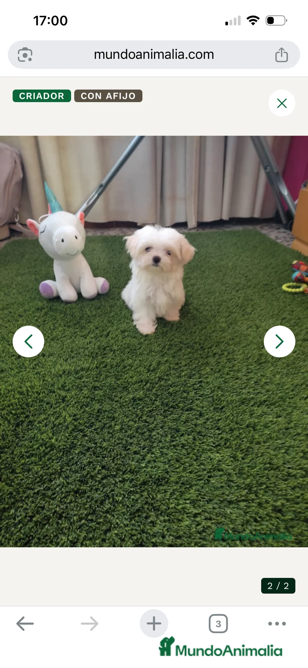 Bichón Maltés perros en venta: OPORTUNIDAD. PRECIOSO BICHON MALTÉS MINI - Anuncio 1