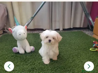 Bichón Maltés perros OPORTUNIDAD. PRECIOSO BICHON MALTÉS MINI - Anuncio 1