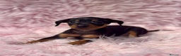 Pinscher Miniatura perros en venta: MINIPINSCHER DISPONIBLES - Anuncio 9