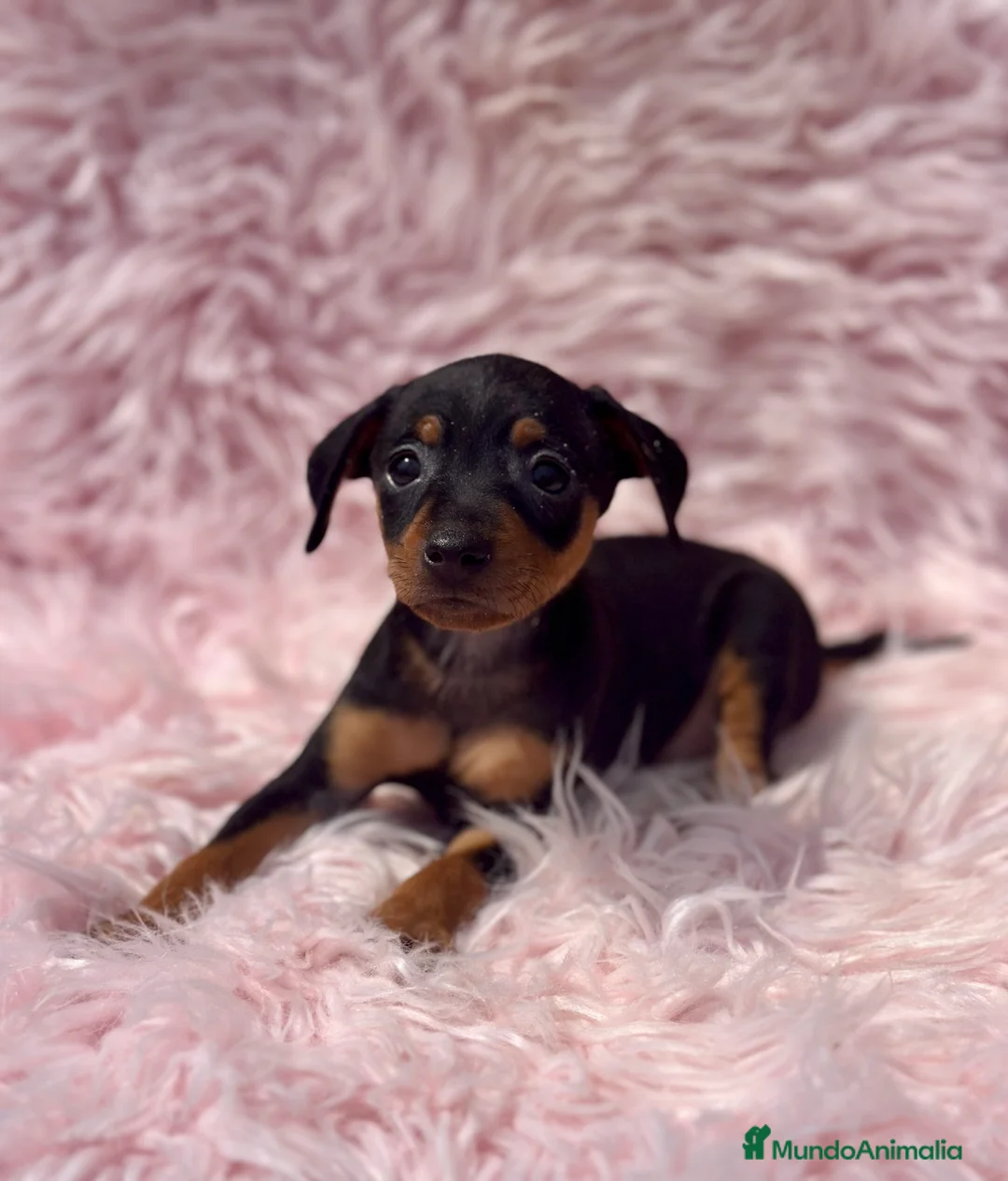 Pinscher Miniatura perros en venta: MINIPINSCHER DISPONIBLES - Anuncio 9