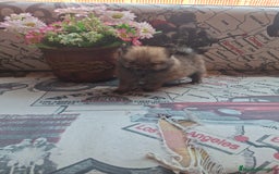 Pomerania perros en venta: Pomerania enano Rojo - Imagen 3