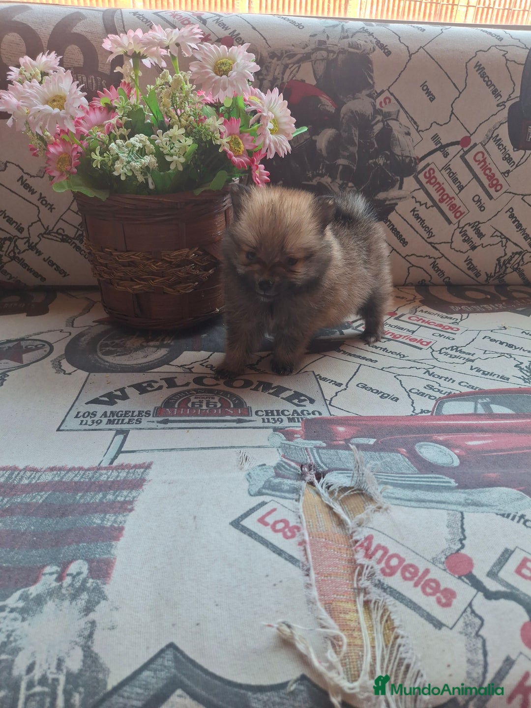 Pomerania perros en venta: Pomerania enano Rojo - Imagen 3