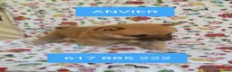 Shiba Inu perros en venta: Shiba inu - Anuncio 5