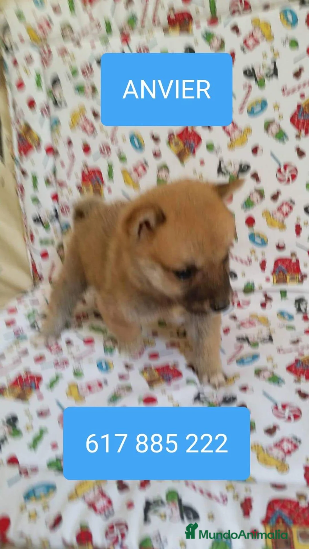 Shiba Inu perros en venta: Shiba inu - Anuncio 5